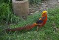 IMG_8662 bright colorful bird in shade